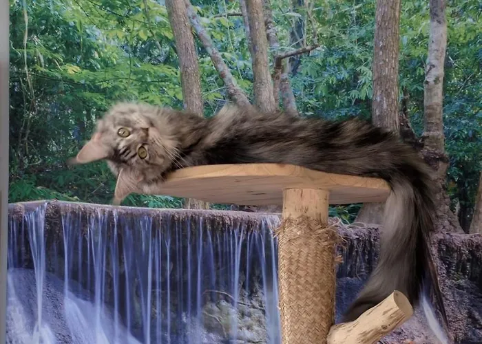 Lacanoceane 3* Lacanau